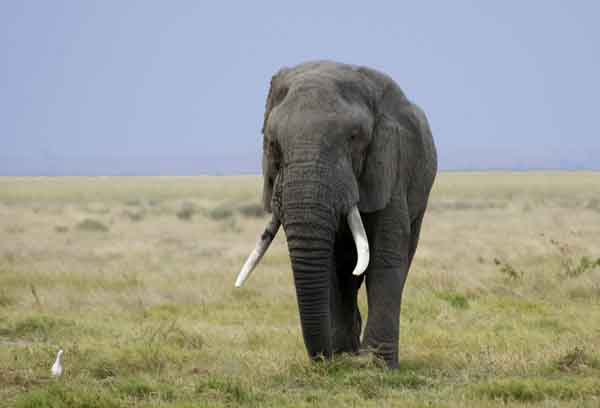 25 - Kenia - Elefante - parque nacional de Amboseli